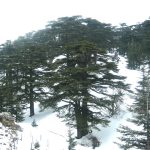 Forest of the Cedars of God