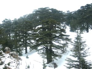 Forest of the Cedars of God