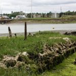 The remains of SB Dover Castle on July 28th 2023 at LW looking towards the Tide Mill Yacht Harbour FI