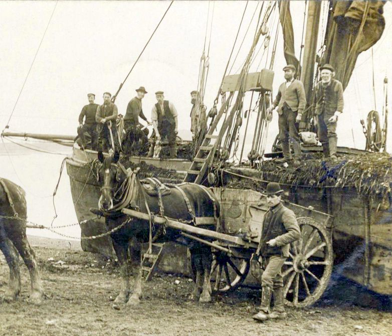 Unloading a muck barge at Waldringfield - “London Violets” - probably around 1895 – note the different hats. Courtesy Ron Green